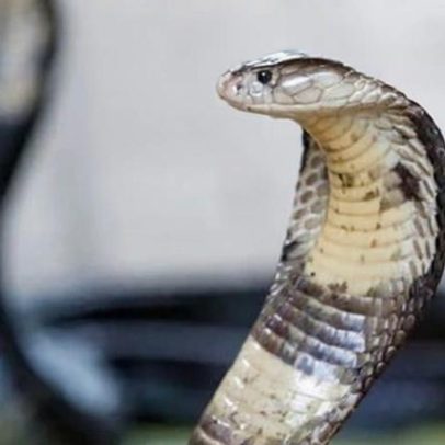 Turista alemão morre após ser mordido em show de cobras no Egito