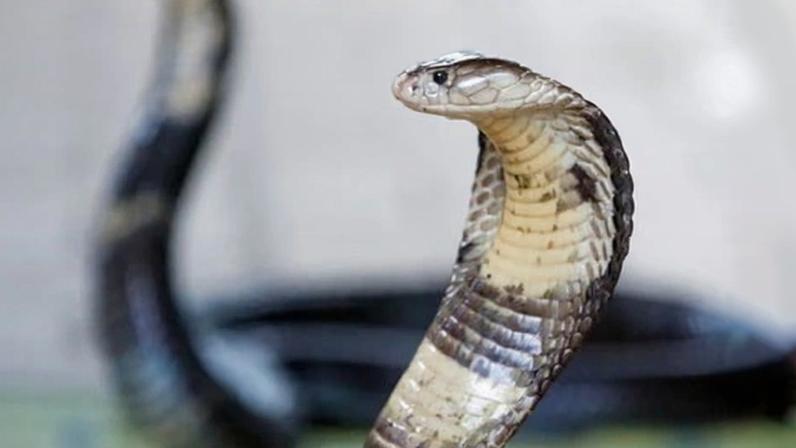 The two snakes in the show, thought to be cobras, were draped over the necks of audience members, German police said.