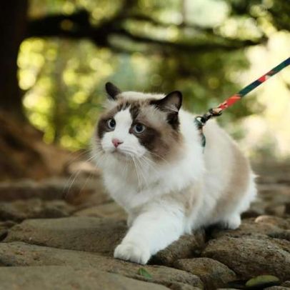 Gatos em passeio com coleira na rua: prós e contras