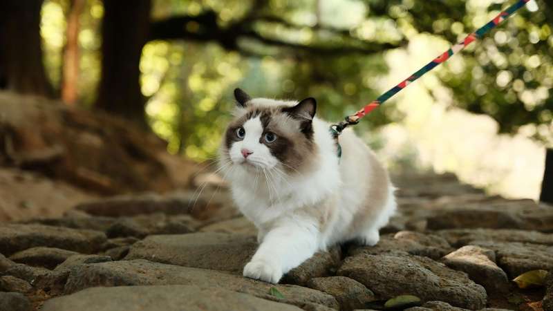 Passear com gatos virou tendência nas redes sociais, mas exige cuidados; entenda os benefícios e riscos para o seu pet