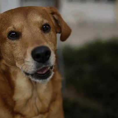México reconhece a raça cachorro caramelo como oficial