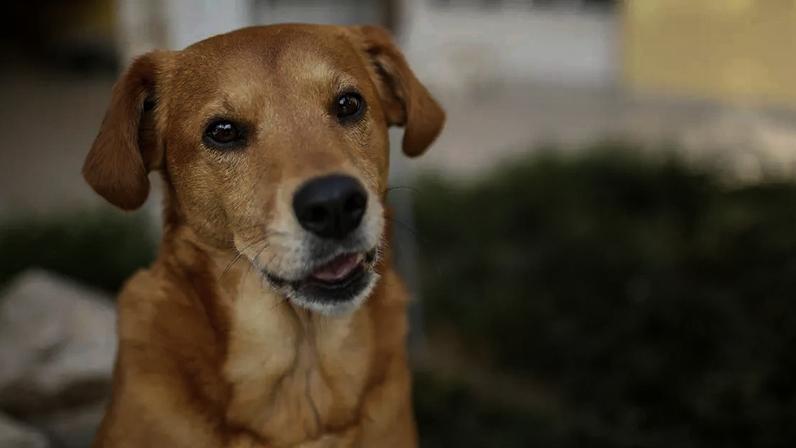 Decisão do México de reconhecer o “cachorro caramelo” como símbolo repercute no Brasil e reacende debate sobre valorização dos vira