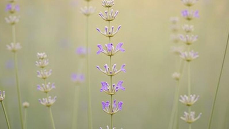Abelhas-rainhas sobrevivem ao inverno com respiração subaquática