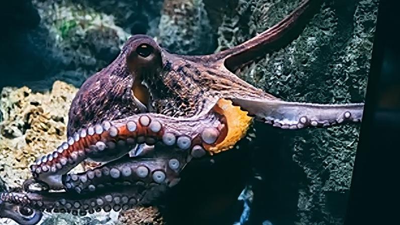 Researchers found that the mating arm is a sensory organ which, like octopuses’ other arms, is loaded with suckers that contain chemotactile receptors.
