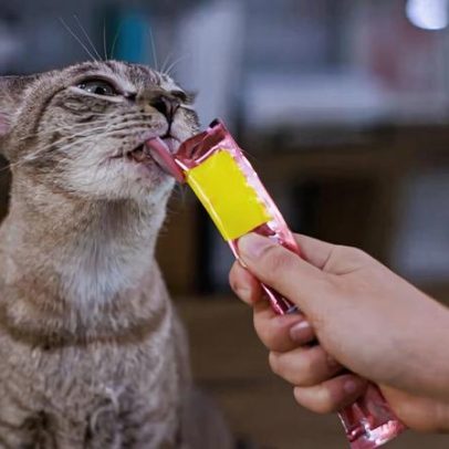 Petiscos para pets: como oferecer sem prejudicar a saúde