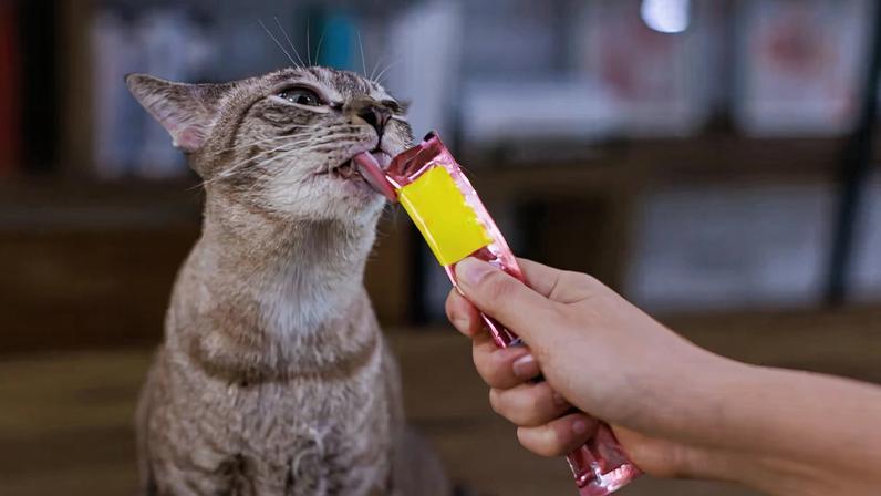 Petiscos para pets: como oferecer sem prejudicar a saúde