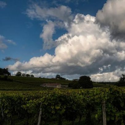 Cognac lança amplo plano de remoção de vinhedos em 12.000–13.000 hectares