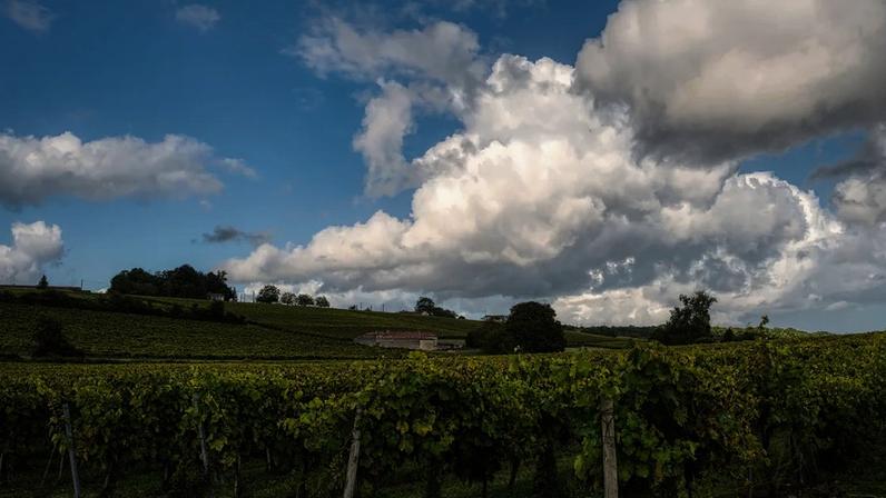 Cognac lança amplo plano de remoção de vinhedos em 12.000–13.000 hectares