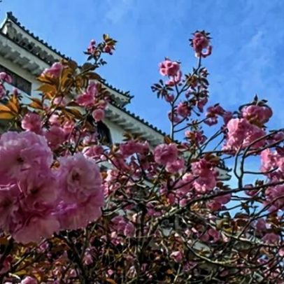 Japão: a sakura e a primavera que parece escapar do tempo