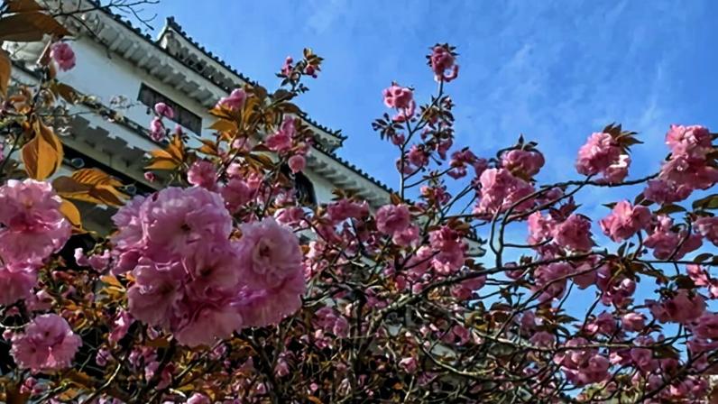 Japão: a sakura e a primavera que parece escapar do tempo