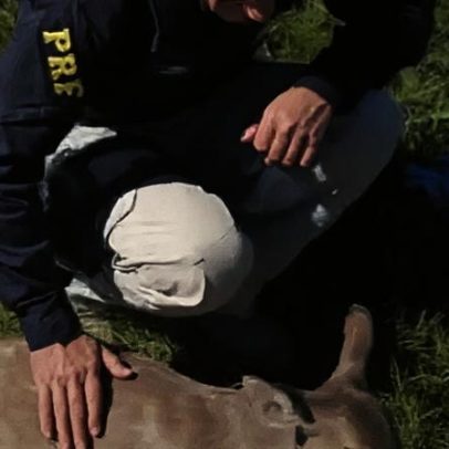 Veado-catingueiro é resgatado com ferimentos na BR-285