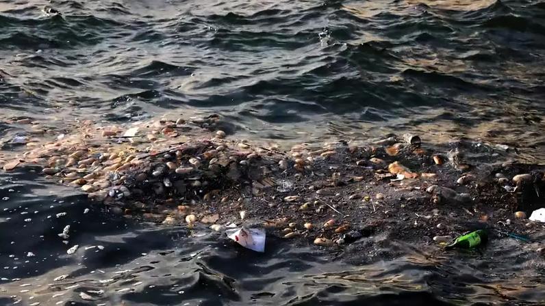 Do mito da ilha de plástico à realidade dos microplásticos no Pacífico