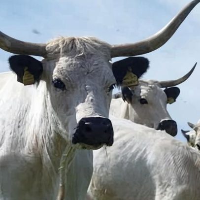 Raça bovina com antepassados Celtas entra em lista de risco prioritário