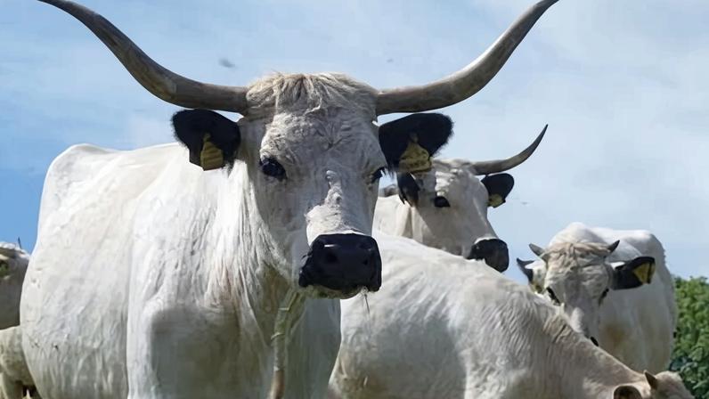 Raça bovina com antepassados Celtas entra em lista de risco prioritário