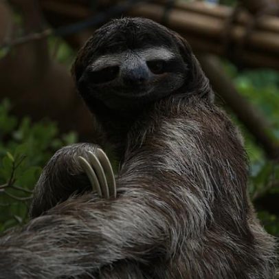 Florida encerra o Sloth World após dezenas de mortes de preguiças cativas