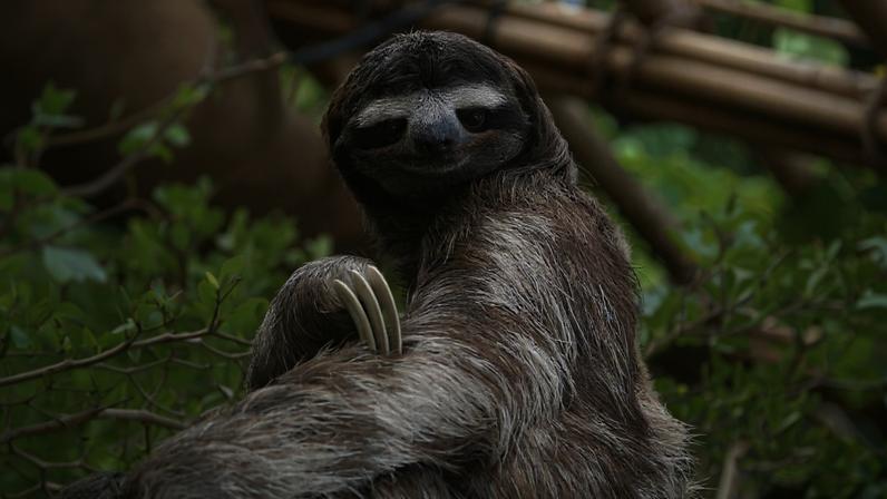 Florida encerra o Sloth World após dezenas de mortes de preguiças cativas