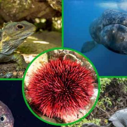Animais mais longevos: quais espécies vivem mais tempo
