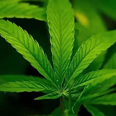 administração Trump reclassifica cannabis como menos perigosa