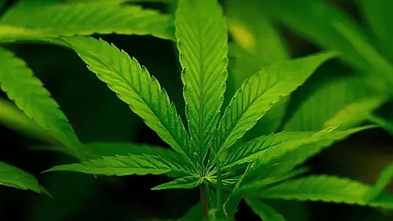 administração Trump reclassifica cannabis como menos perigosa