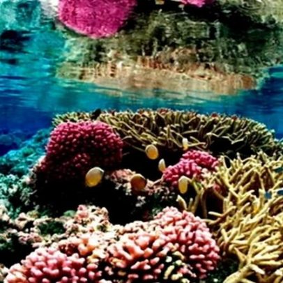 Recifes de coral à beira da extinção: 2026 pode marcar virada