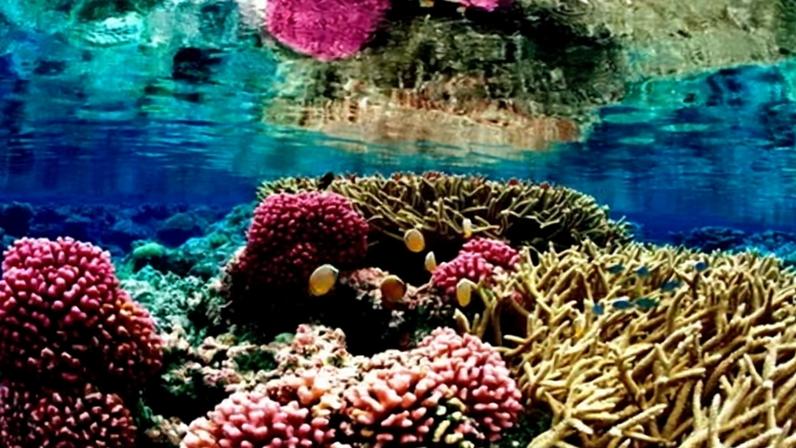 ‘New science and a slew of major global gatherings – from Kenya and New Zealand to the Global Coral Reef Summit – are going to help coral reefs get the attention they deserve.’ Photograph: Reuters