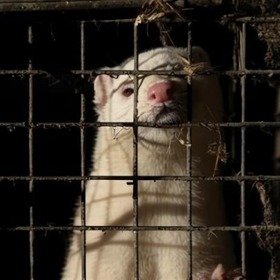 Banir a criação de peles de animais para evitar nova pandemia