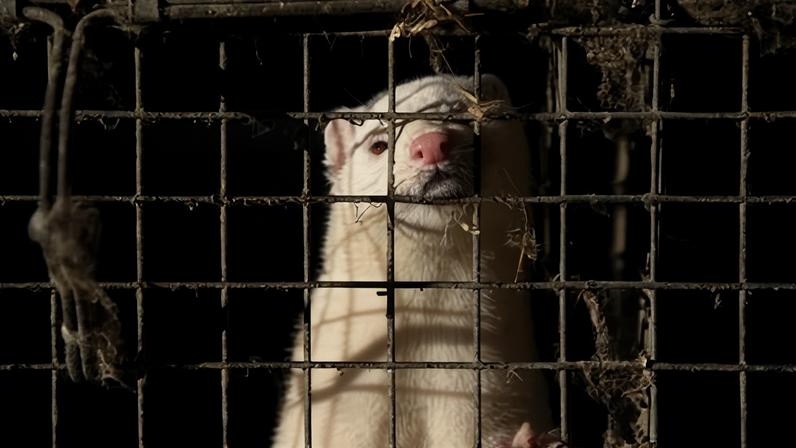 Banir a criação de peles de animais para evitar nova pandemia