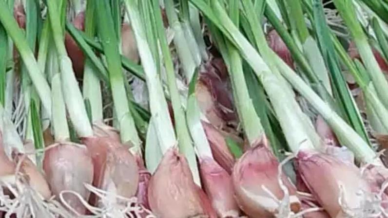 Alho: entre os principais temperos, oferece benefícios à saúde