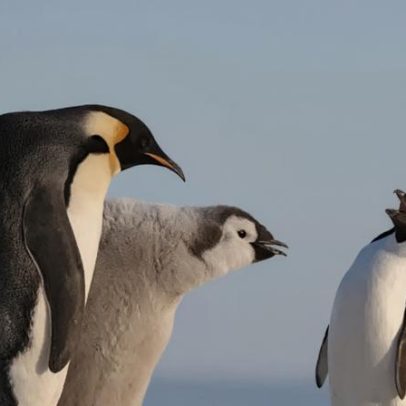 Animais mais carinhosos com seus filhotes: espécies e comportamentos