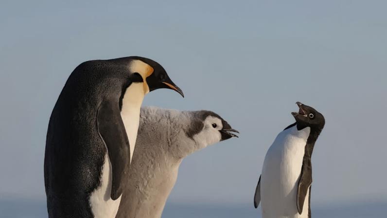 Animais mais carinhosos com seus filhotes: espécies e comportamentos
