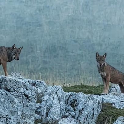 Dezoito lobos encontrados mortos em parque nacional italiano, suspeita de envenenamento