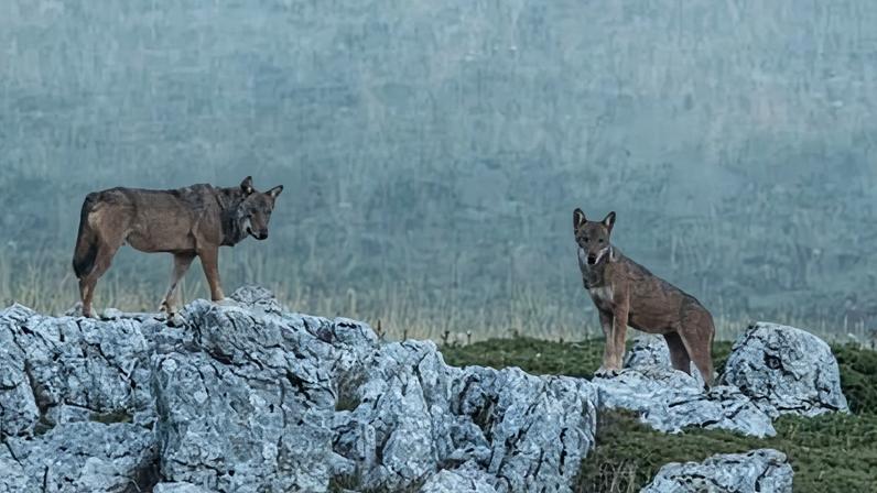 Dezoito lobos encontrados mortos em parque nacional italiano, suspeita de envenenamento
