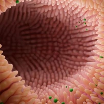 O microbioma intestinal pode indicar risco de Parkinson, dizem cientistas