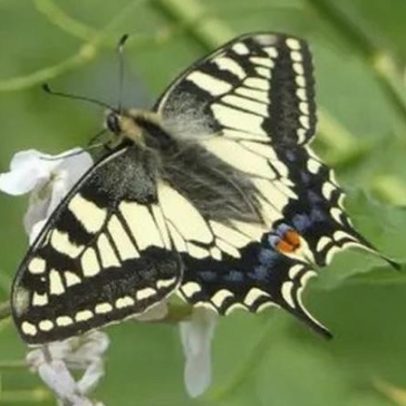 Projeto devolve borboleta rara ao condado de Yorkshire