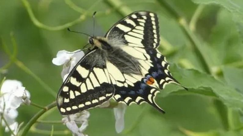 Swallowtail butterflies are now confined to the Norfolk Broads