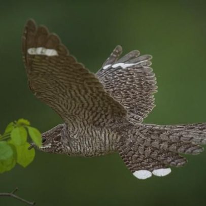 Livro revela o mundo esquecido do canto de aves fêmeas
