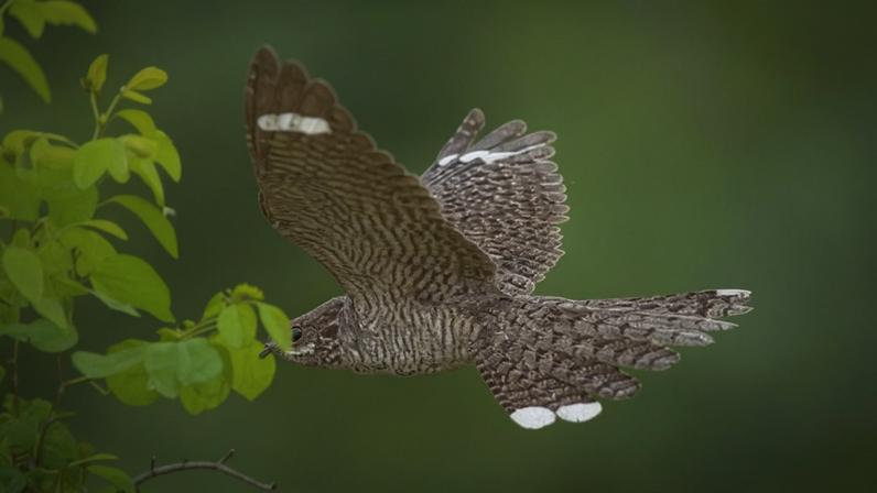 A rare daytime sighting of a European nightjar. Both males and females produce a distinctive nocturnal ‘churring’ sound.