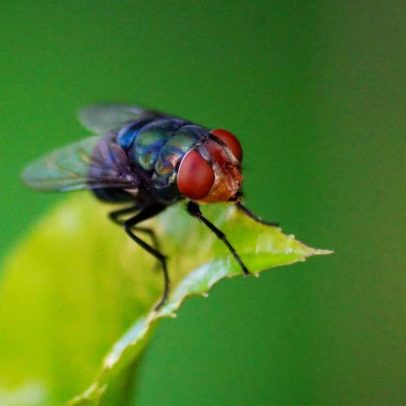 13 plantas que repelem moscas sem inseticidas