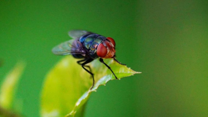 Mosca pousada em uma folha