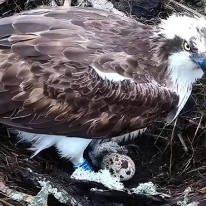 Águias-pescadoras que retornaram botam o primeiro ovo da temporada