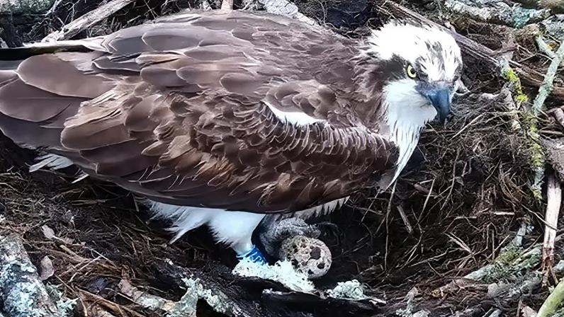 Ospreys CJ7 and 022 returned to the nest site in March