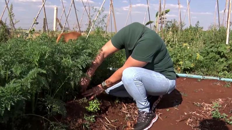 Agricultor em lavoura