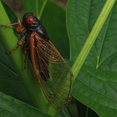 Por que as cigarras fazem tanto barulho
