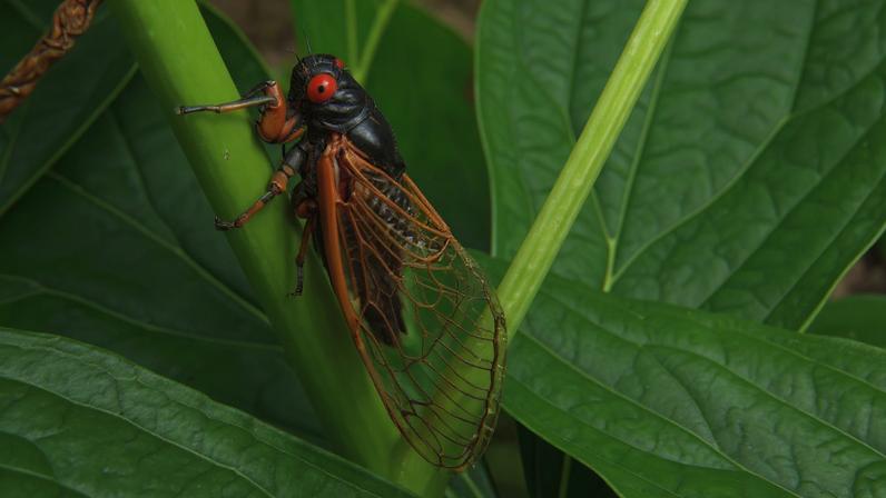 As cigarras são conhecidas pelo som intenso e contínuo que produzem, especialmente em dias quentes. Esse ruído é emitido pelos machos para atrair as fêmeas durante o período de reprodução.