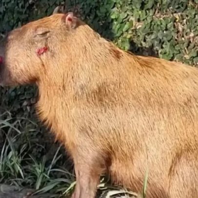 MPRJ denuncia agressores de capivara na Ilha do Governador