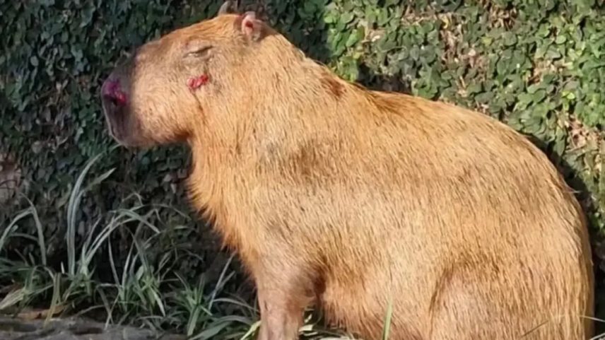 Capivara agredida sofreu traumatismo craniano e grave lesão no olho