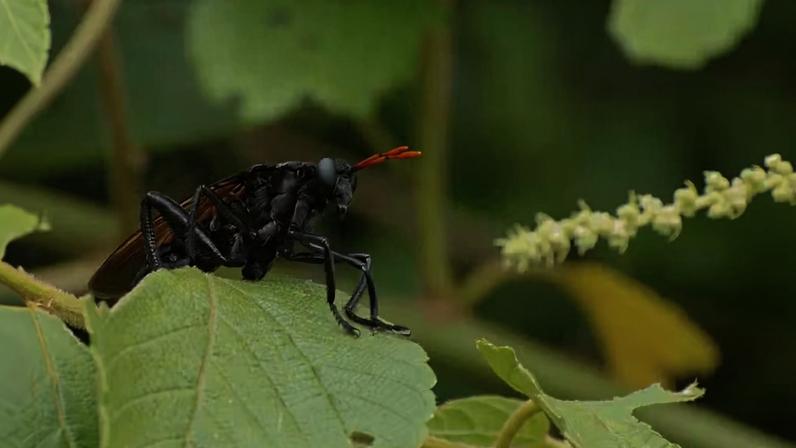 Originária do Brasil, Gauromydas herói é considerada a maior mosca do planeta e pode chegar a cerca de 7 cm de comprimento.
