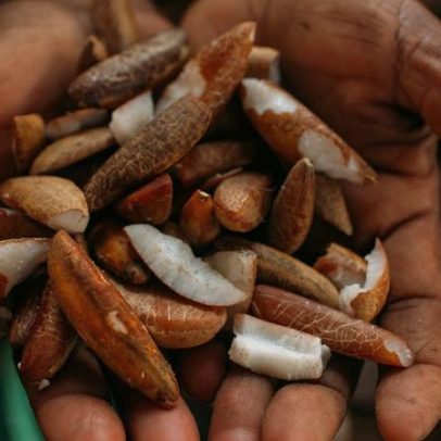 Instituto oferece bolsas para promover bioeconomia amazônica