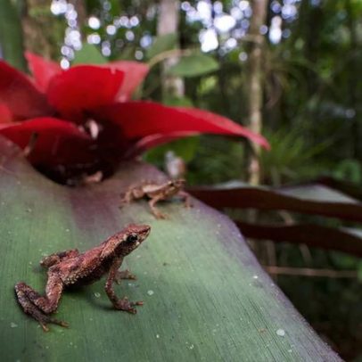 Conectar hábitats fortalece microbiomas da vida silvestre e combate doenças