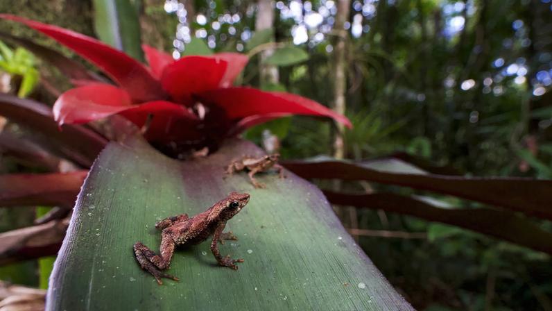 Conectar hábitats fortalece microbiomas da vida silvestre e combate doenças